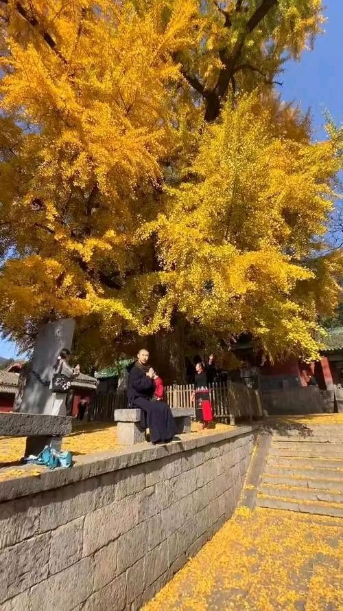 南屏晚钟纪实文学《再赴少林寺》(图21)