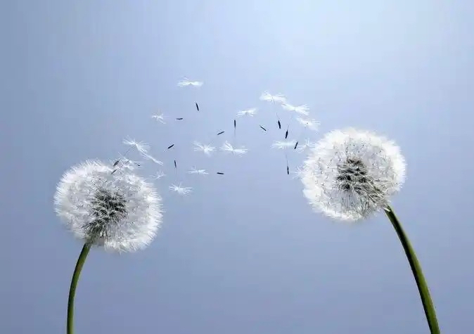 石乐：韩兰娜朗诵《风》海外头条（图5）