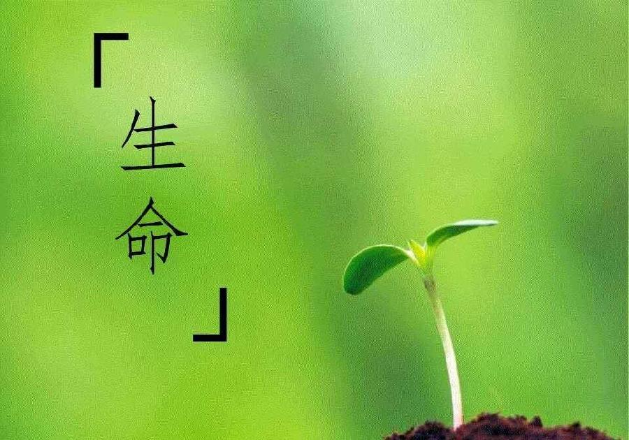 星月夜：《生命》海外头条（图5）