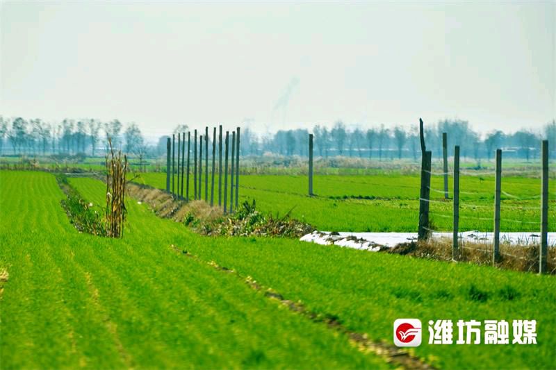 王金政的《冬田即景》