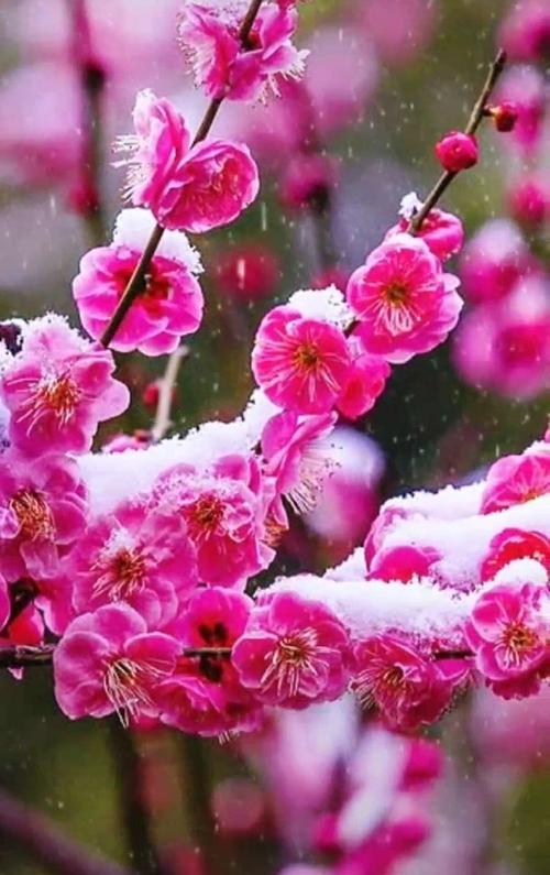 【新山东文学社】《梅花赋》作者/东方书剑 主播/海豚（图7）
