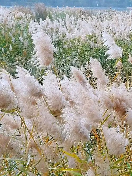 芦花～诗||马文同（图9）