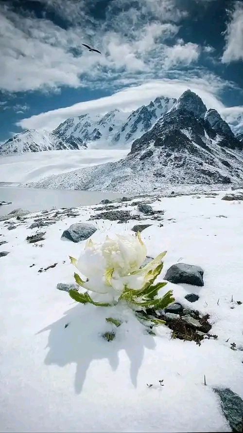 傅贺楠：答云楼《极地雪莲》‖巴彦诗词楹联协会【815】（图6）