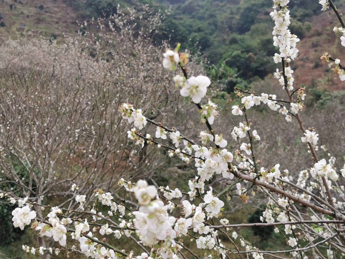 傅贺楠：答云楼《极地雪莲》‖巴彦诗词楹联协会【815】（图9）