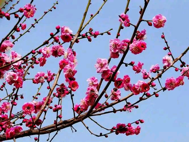 《庆元旦诗两首》作者 : 长春 ；主播 ：花开几许；编辑 : 箫笳 【运河情】（第1222期）（图4）