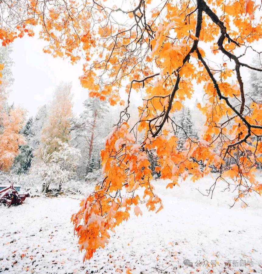 聆听 ‖ 惠月朗诵《冰河凝结岁月情 雪花飘舞入梦来》作者赛青松（图5）