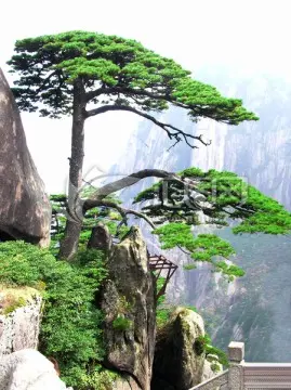 七律·题黄山松（文/韩满林）……莲叶之珠文学社
