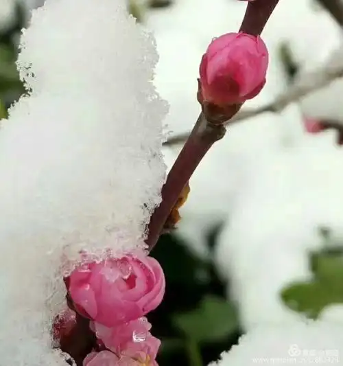 【神都诗社】第110期《岁杪感怀》(图13)