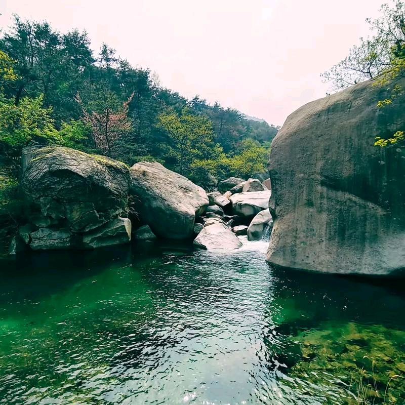 🌳 最美生态散文集欣赏🌳《树下无言》厚朴（图4）