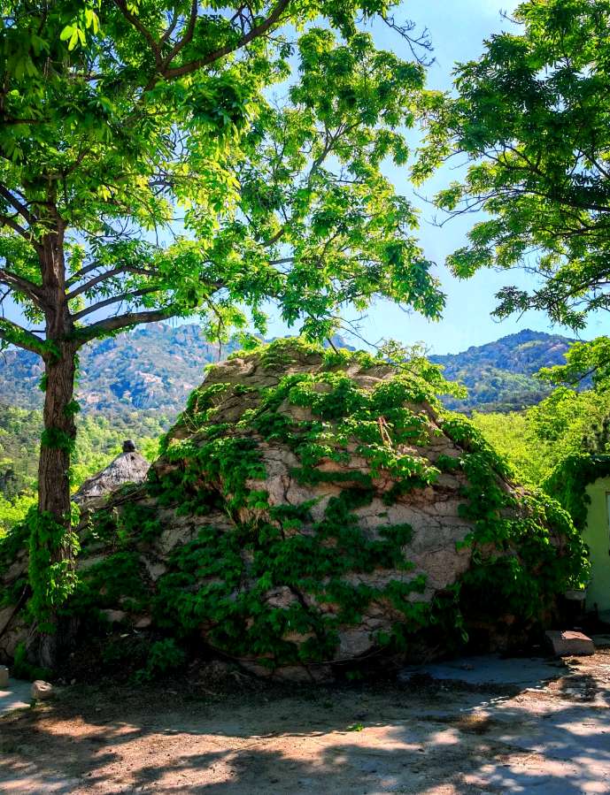 🌳 最美生态散文集欣赏🌳《树下无言》厚朴（图5）