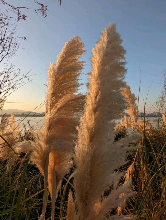《故乡芦花美》作者:张青杰【主播:雪如玉】【桃源国际诗歌文化传媒】用声音传递温暖以诵读致敬人生♬（图7）