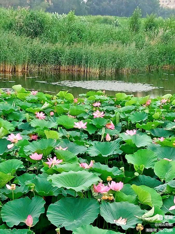 徒步旅游记之(赏花篇)(图23)
