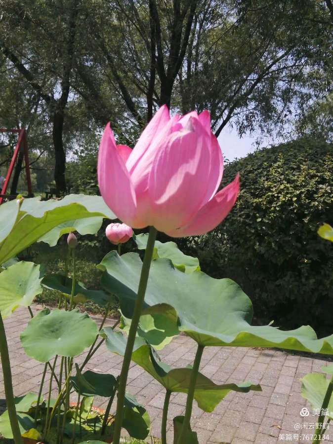 徒步旅游记之(赏花篇)(图25)