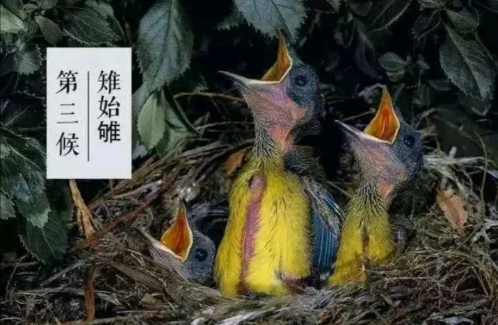 《知节气 迎小寒·二十四节气之小寒》文稿整理:强军/陕西宝鸡(图12)