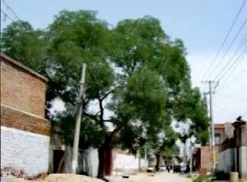 【名家诗坛】山抹微云，每逢佳节倍思亲。怀念母亲二三事……。｜海外头条（图9）