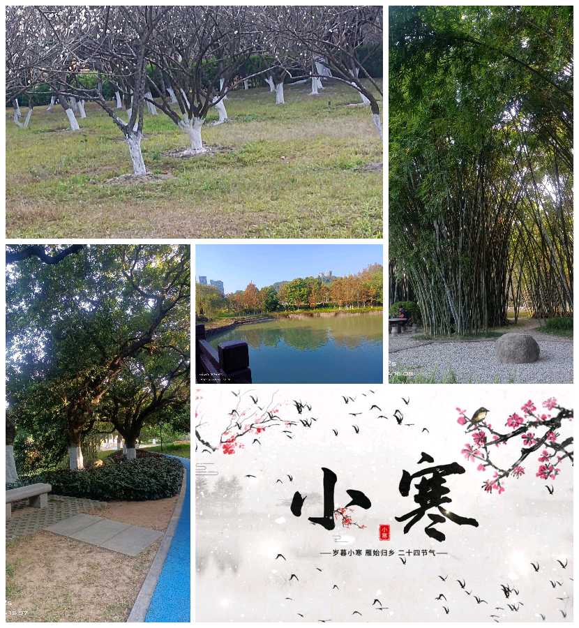 【经典推荐】曾培方//广州黄埔的小寒（图3）