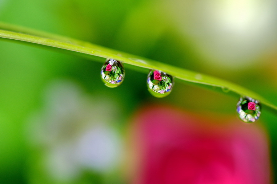 冬雪（美国）：菊花朗诵《吻湿露珠的唇》海外头条（图6）