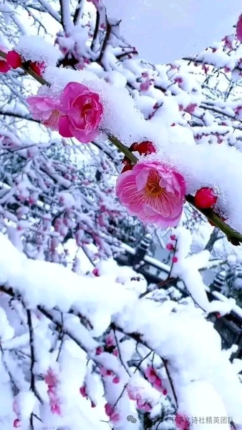 自由体《新春感怀》文/郑金波（图3）