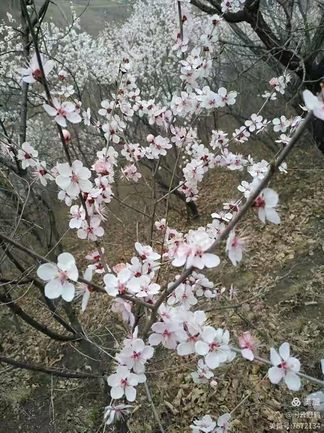 徒步旅游记之(赏花篇)(图15)