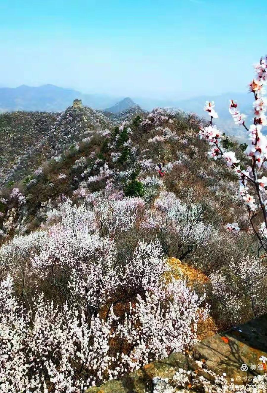 徒步旅游记之(赏花篇)(图14)