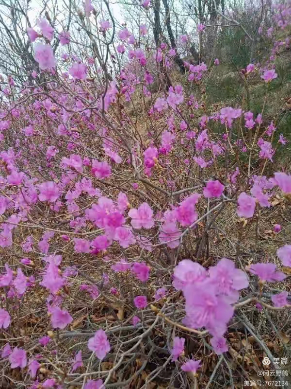 徒步旅游记之(赏花篇)(图18)