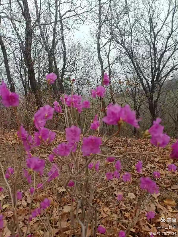 徒步旅游记之(赏花篇)(图19)