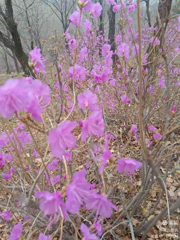 徒步旅游记之(赏花篇)(图17)