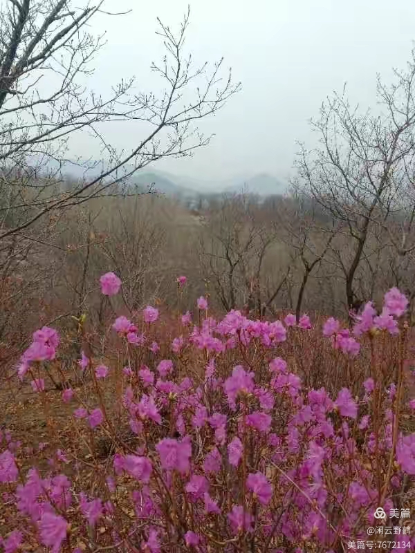徒步旅游记之(赏花篇)(图22)