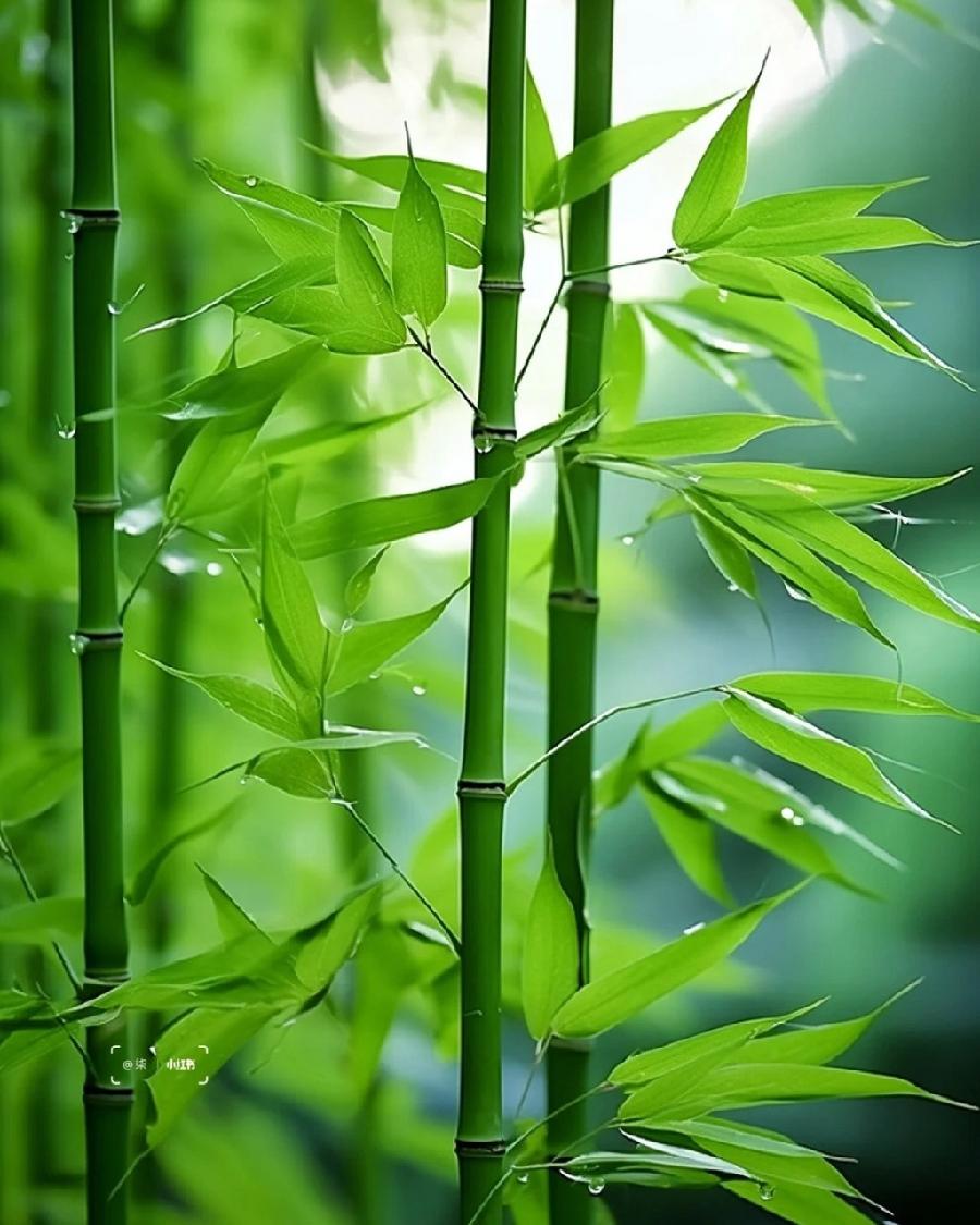 东方书剑的《竹之赋》