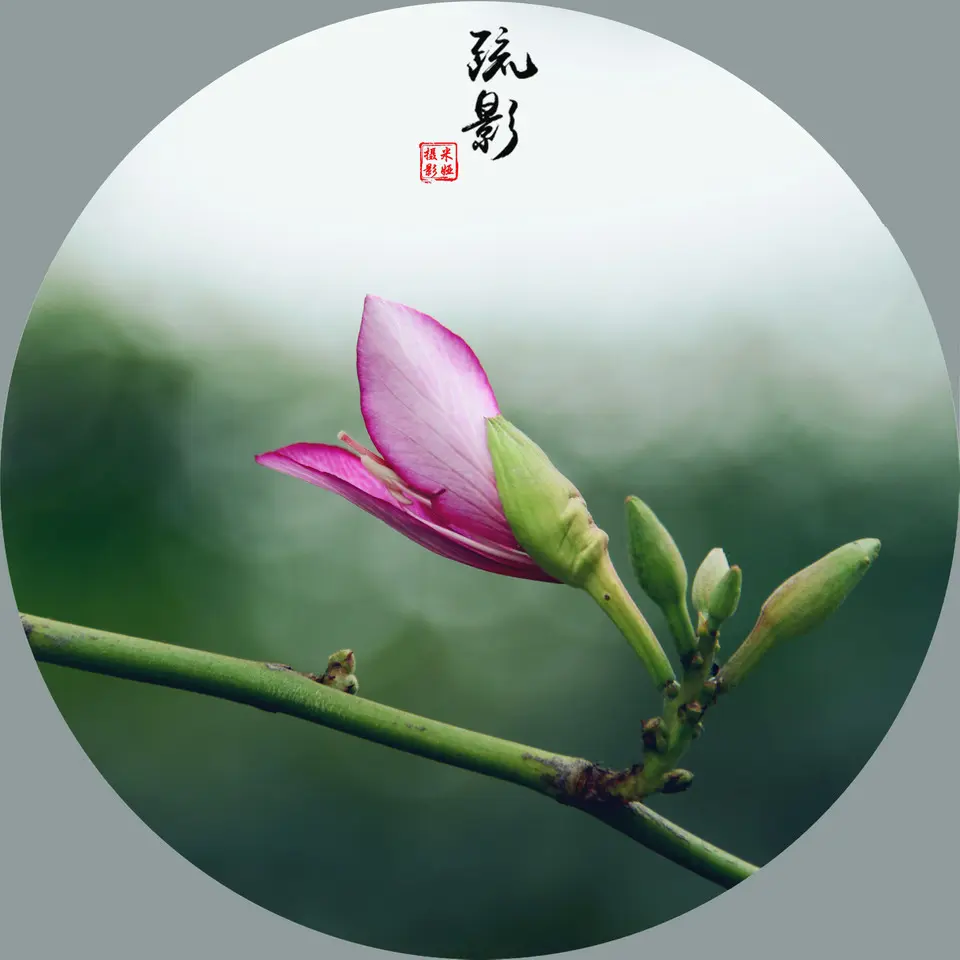 《王宗先现代诗人现代古诗鉴赏》作者:海风 [中国现代诗歌文化传媒]（图4）