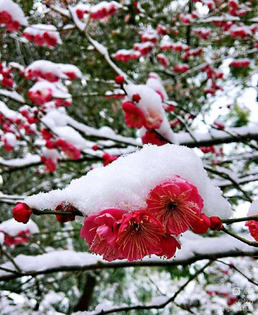 王绵勇（江西）:七言排律·网观《红梅傲雪图》有感(外一首)【2025第034期】（图4）