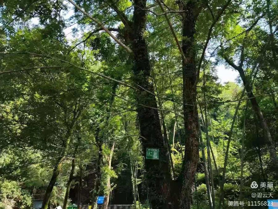 【九月茶韵文学诗社】2025——002《故乡的老柳树》作者/吴耀平 主播/金山 编辑制作/刘林丽（图6）