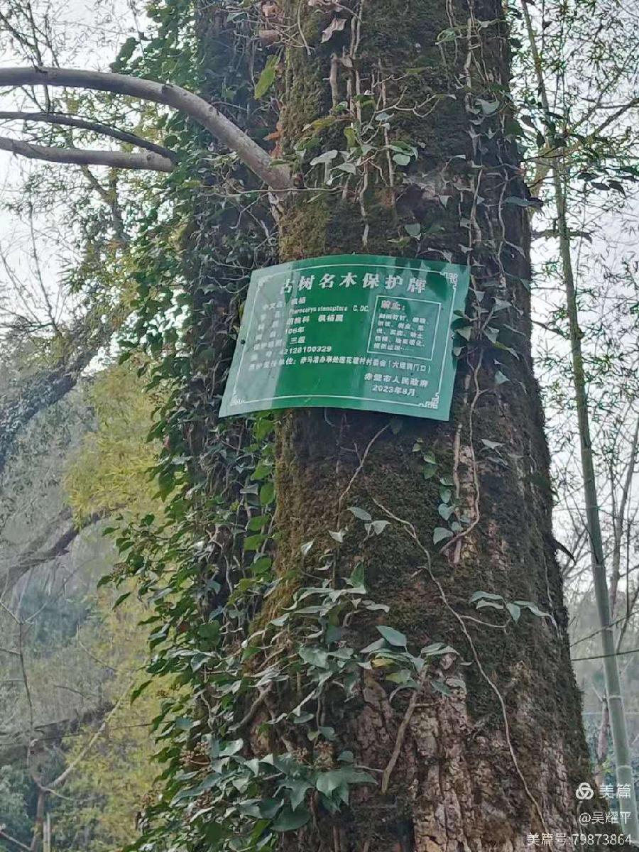 【九月茶韵文学诗社】2025——002《故乡的老柳树》作者/吴耀平 主播/金山 编辑制作/刘林丽（图5）