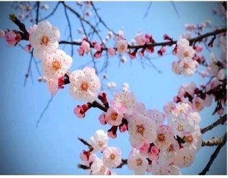 五绝一组·题十二月花 作者：杨振兴（图4）