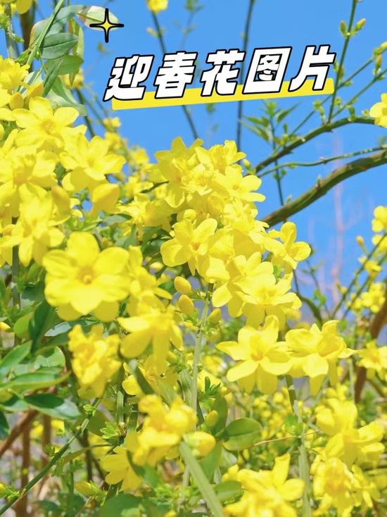 临江仙·迎春曲（文/冯清明）……莲叶之珠文学社
