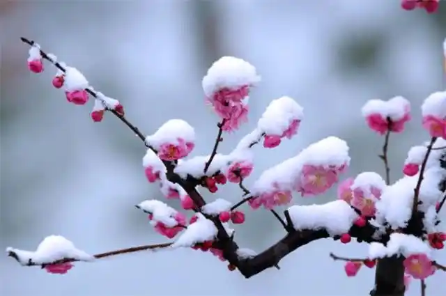 梅花傲雪吟怀（外一首）诗||于兴庆（图13）