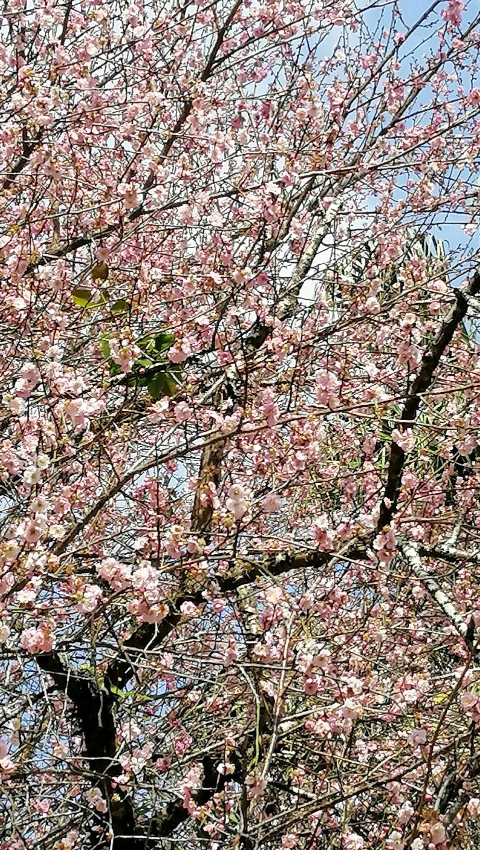 临江仙 . 凌霄望/江冲