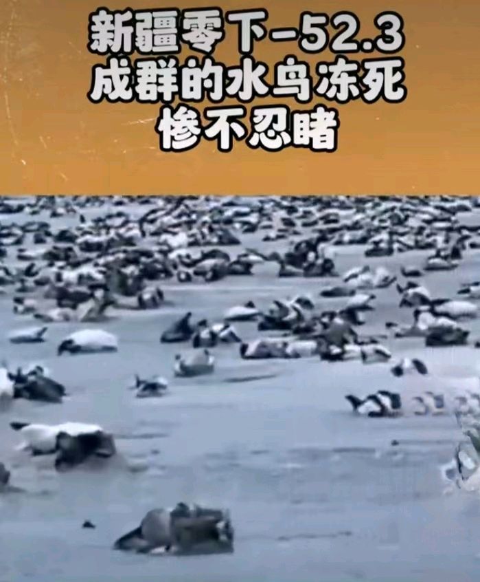 叹新疆罕见暴雪～诗||雅轩琴韵（图24）