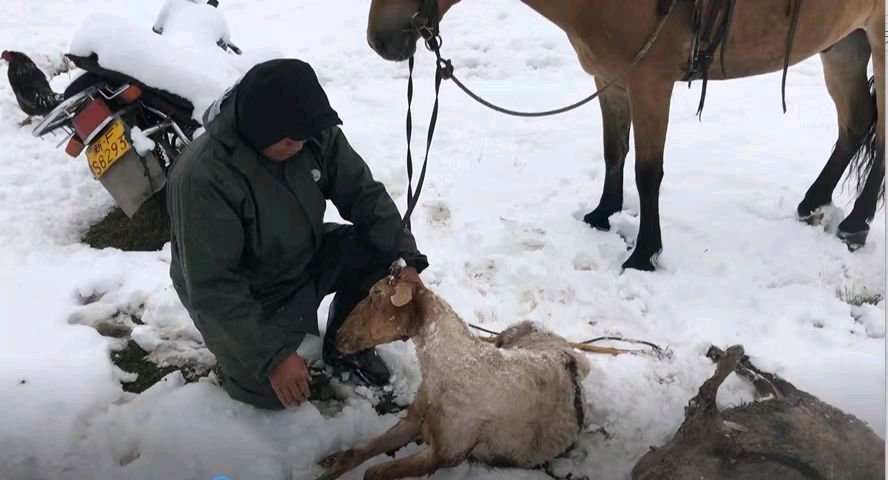 叹新疆罕见暴雪～诗||雅轩琴韵（图20）