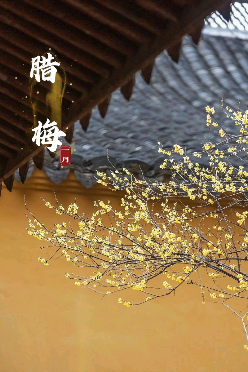 七律-腊梅颂～诗||杨景儒（图8）