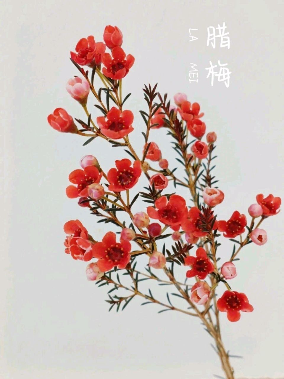 七律-腊梅颂～诗||杨景儒（图14）