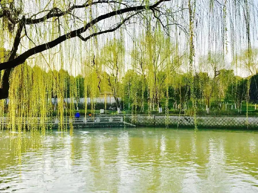七绝·春影（文/冯清明）……莲叶之珠文学社（图4）