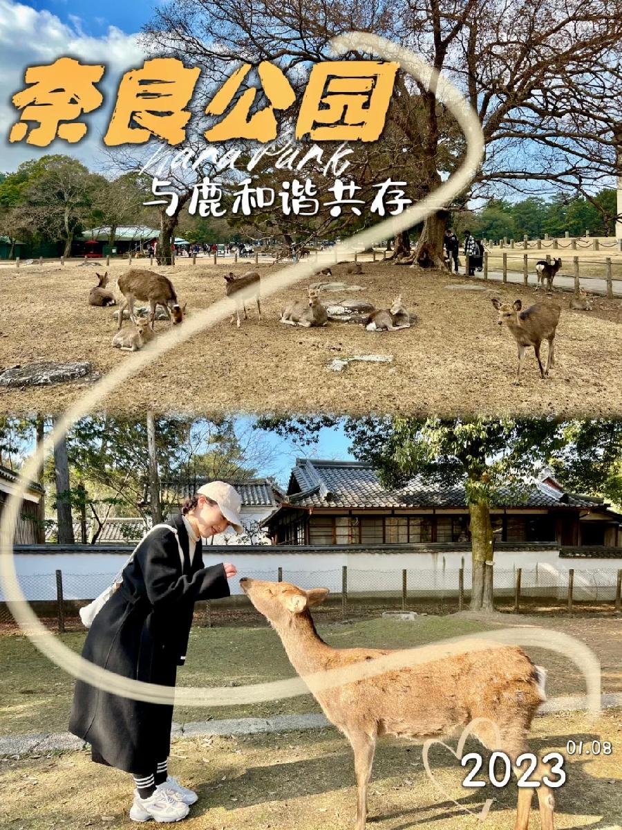 奈良公园喂小鹿：《日本记》（八）作者/火凤凰（海外）诵读/友友｜海外头条（图5）