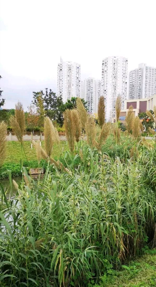 「散文」迎着暖阳逛新城（图18）