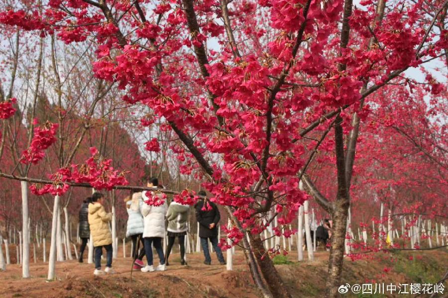 花竹观渔（藏头诗）外一首：作者/清江茶客/海外头条（图6）