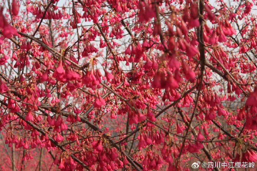 花竹观渔(藏头诗)外一首:作者/清江茶客/海外头条(图9)