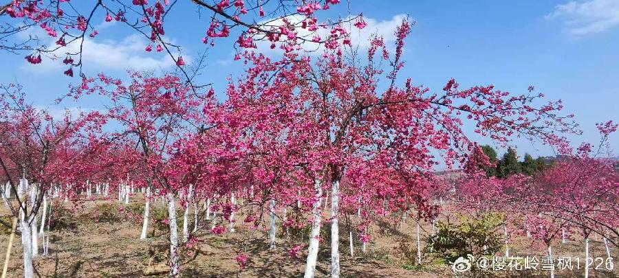 花竹观渔（藏头诗）外一首：作者/清江茶客/海外头条（图10）