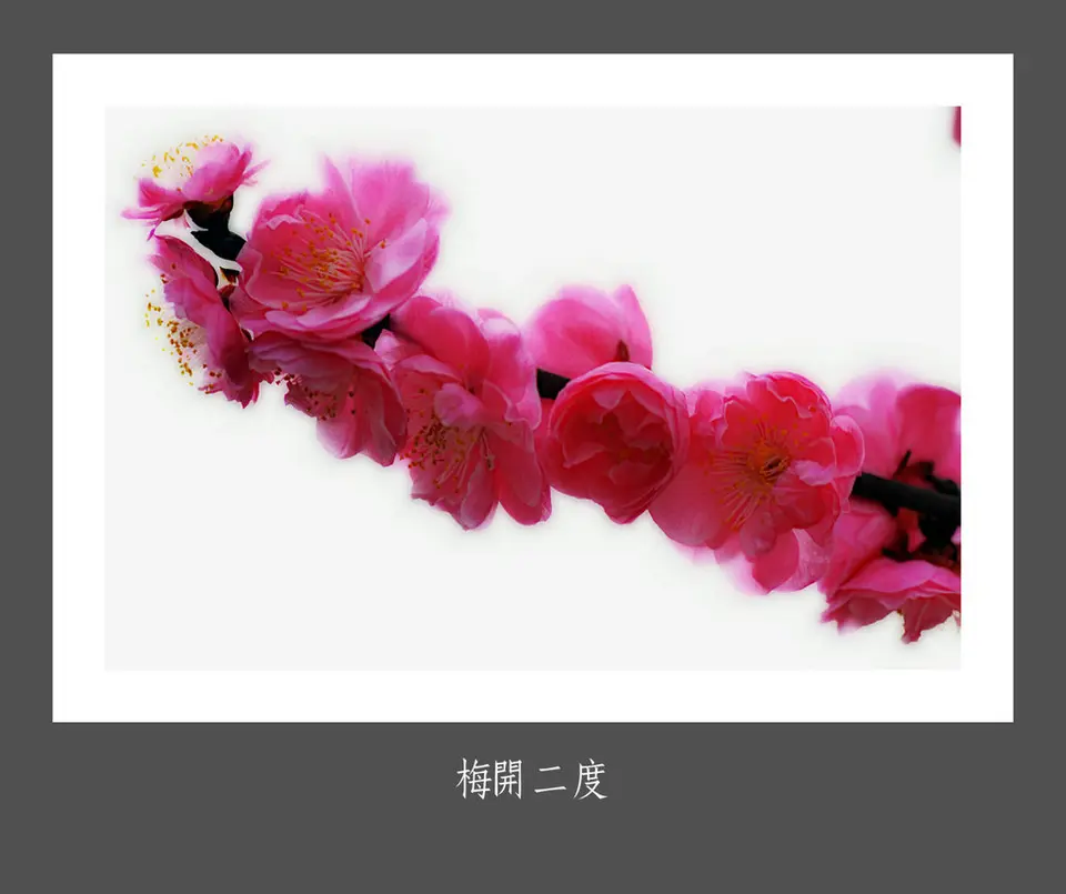 七律·梅开二度（文/韩满林）……莲叶之珠文学社