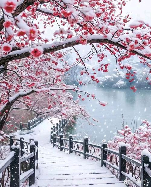 【明心文学】明心/梅引雪深 主播/舒心快乐(图4)