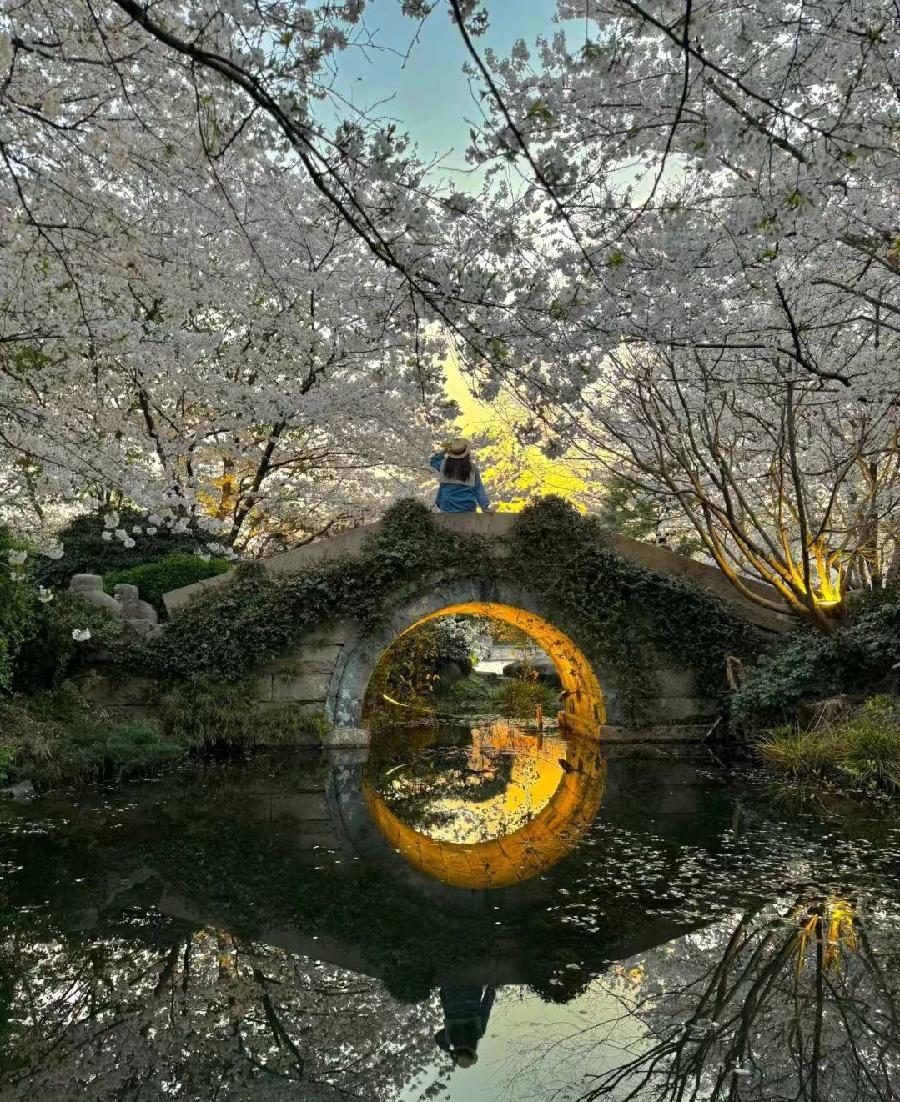 《如梦令·春桥樱影》（文/黄杰仁）……莲叶之珠文学社（图4）